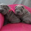 Shar-pei with good cost