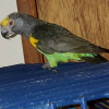Yellow-Crowned Amazon Parrot  offer Deals