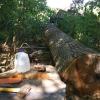 Tree & Logging Service  offer Professional Services