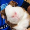 Guinea pig for giveaway offer Free Stuff