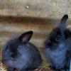 FREE Lop and Lionhead mix bunnies offer Free Stuff