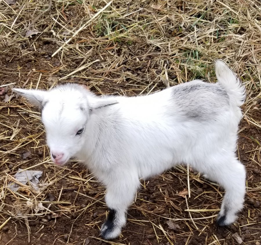 Goats for sale baby pygmy New Jersey Classifieds 08069 Country Farms