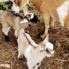 Goats for sale baby pygmy