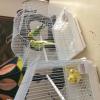 Cute couple of Parakeet and a cage for $15