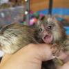 still have the marmoset baby monkeys ready to go