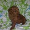 Red standard poodles offer Items For Sale