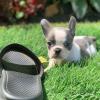 We have two French Bulldog available for X-mas