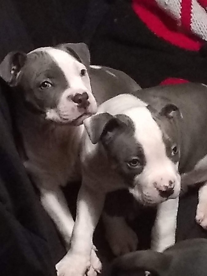 Christmas purebred blue nose pitbull puppys | Olympia Classifieds 98356