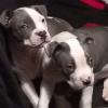 Christmas purebred blue nose pitbull puppys