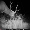 Mule Deer / Whitetail Hunts