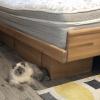 Free Solid Oak King Size 4-Drawer Platform Bed offer Home and Furnitures