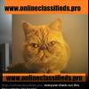 New free online classifieds site never expires 