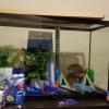 30 Gallon Fish Tank and Fish Stand w/Accessories 