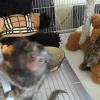 sweet baby marmoset monkeys for sal..(915) 229-4890