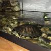 Free turtle with tank and heat lamps 