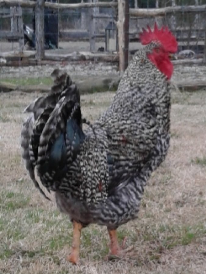 Roosters for Sale Texas Classifieds 75474 Quinlan, Texas 15 Lawn