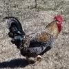 Roosters for Sale offer Lawn and Garden