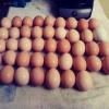 Farm fresh eggs offer Lawn and Garden