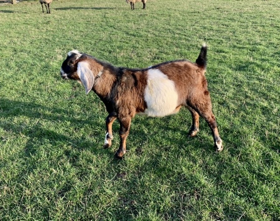 FOR SALE NUBIAN Male Goat Washington Classifieds 98284 Sedro Wooley