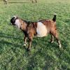FOR SALE: NUBIAN Male Goat offer Items For Sale