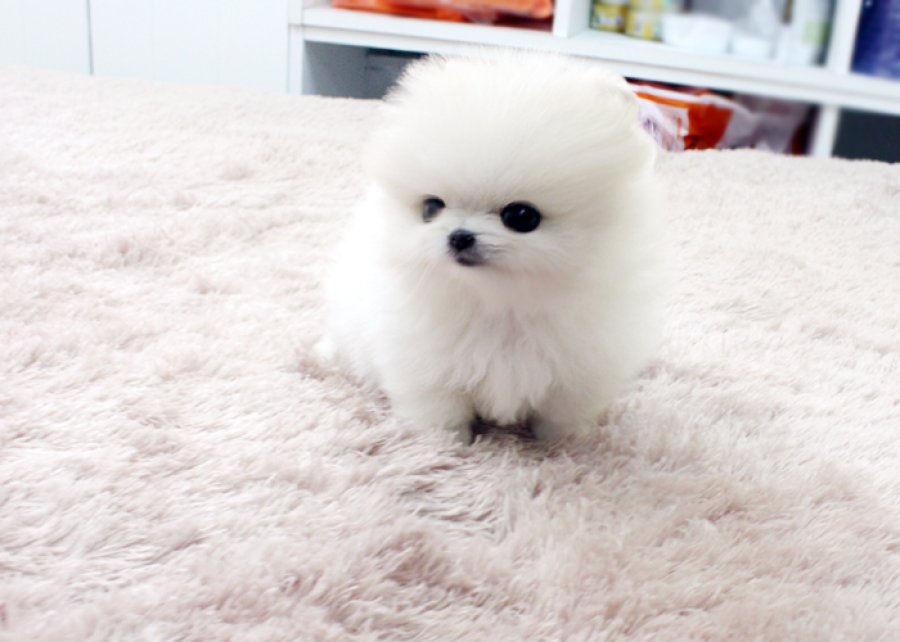 Snow White Pomeranian Quebec Classifieds H3B 1H7