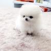 Snow White Pomeranian offer Items For Sale