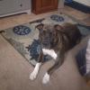 Loving terrier mix looking for loving family to adopt