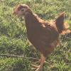 laying hens offer Items For Sale