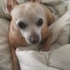 Need a good loving home for my 10 year old Chihuahua offer Community