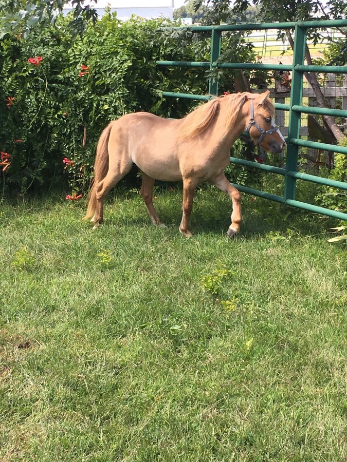 Miniature horse for sale