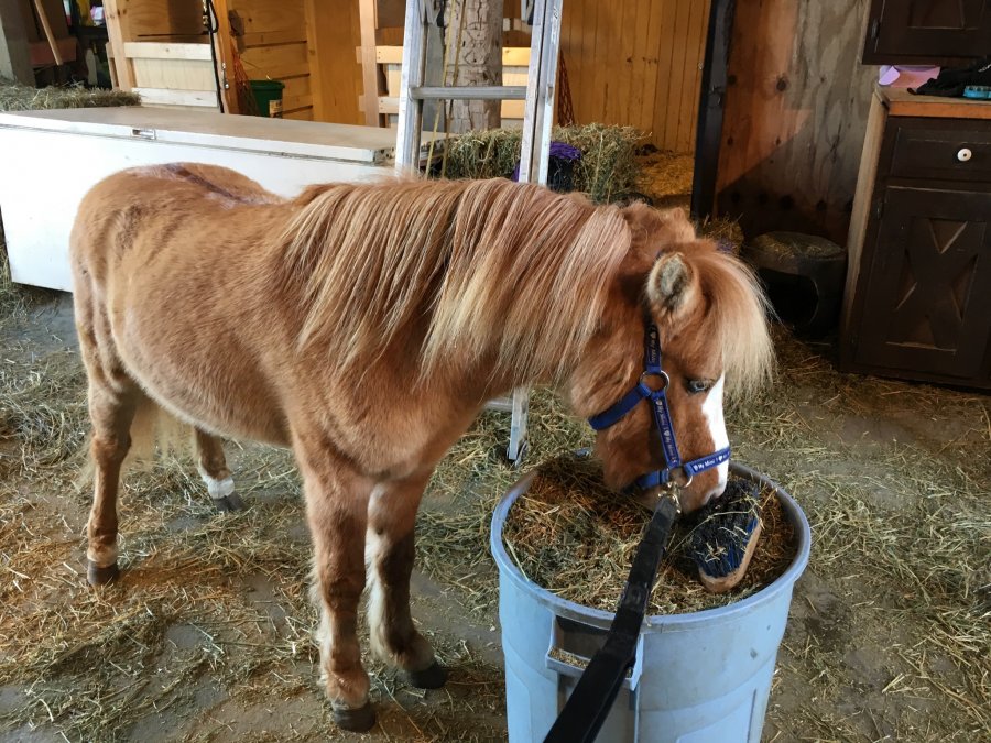 Miniature horse for sale | Ann Arbor Classifieds 48134 Erie, Michigan