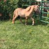 Miniature horse for sale