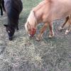 Miniature horse for sale