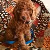 Goldendoodle mini male