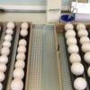 Parrot fertile eggs and incubator offer Free Stuff