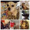 Opportunity to live with an amazing little Chihuahua!