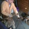 Farrier services.