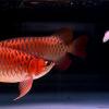 Super Red Arowana,Albino Stingray fish for sale
