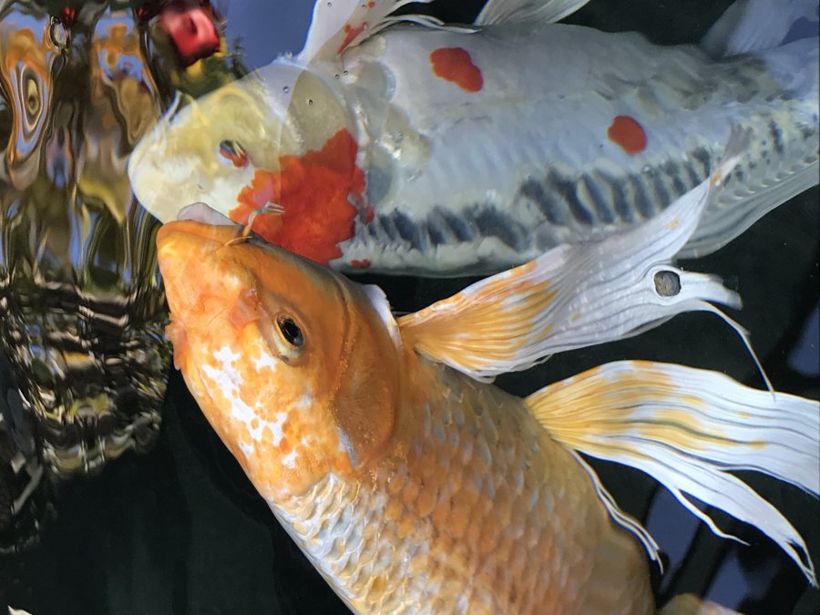 LARGE KOI FISH | Irvine Classifieds 92603 IRVINE, CA | Items For Sale