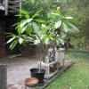 Plumeria (Frangipani) Tree