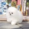 Cute teacup Pomeranian puppy male 