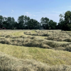 Hay Alfalfa Timothy orchard grass $ 6.00 a bale