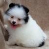 Cute Teacup Pomeranian Puppy