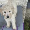 F1b labradoodles 