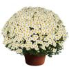 BELGIAN MUMS AND YODER MUMS Large