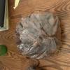 Christmas Gift: 3+lbs of Fresh Seasoned Black Walnuts offer Lawn and Garden