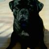 Adult Pug for sale offer Items For Sale