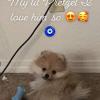 Male Pomeranian for sale offer Items Wanted