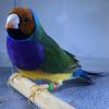 Gouldian Finches - Show Champion Family Lines offer Items For Sale
