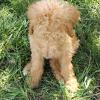 LabraDoodles offer Items For Sale